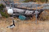 wyspa Havringe, bernikla białolica, Branta leucopsis, Szwecja