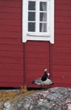 wyspa Havringe, bernikla białolica, Branta leucopsis, Szwecja