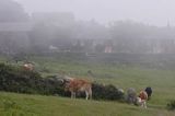 farma na wyspie Herm, Channel Islands, Anglia, Wyspy Normandzkie, Kanał La Manche