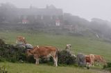 farma na wyspie Herm, Channel Islands, Anglia, Wyspy Normandzkie, Kanał La Manche