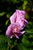 hibiscus syriacus, ketmia syryjska Woodbridge