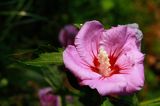 hibiscus syriacus, ketmia syryjska, Woodbridge