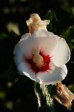 hibiscus syriacus, ketmia syryjska, Red Heart