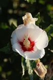 hibiscus syriacus, ketmia syryjska, Red Heart