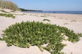 wyspa Hiuma, Hiiumaa, piaszczysta plaża w Lehtma, Estonia, honkenia piaskowa, Honckenya peploides Hiiumaa Island, sandy beach near Lehtma, Estonia, Sea Sandwort