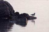 wyspa Hiuma, Hiiumaa, wybrzeże koło Soru, Estonia, tracz nurogęś, Mergus merganser Hiiumaa Island, Soru, Estonia