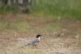 Sójka błękitna, sroka błękitna, Cyanopica cyanus