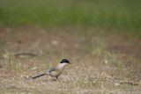 Sójka błękitna, sroka błękitna, Cyanopica cyanus