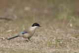 Sójka błękitna, sroka błękitna, Cyanopica cyanus