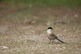 Sójka błękitna, sroka błękitna, Cyanopica cyanus