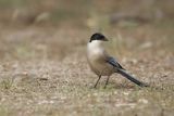 Sójka błękitna, sroka błękitna, Cyanopica cyanus