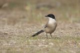 Sójka błękitna, sroka błękitna, Cyanopica cyanus