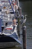 Hoorn, Holandia, Ijsselmeer, port, czapla siwa Ardea cinerea