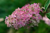 Hydrangea paniculata hortensja bukietowa) , /hortensja wiechowata/