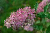 Hydrangea paniculata hortensja bukietowa) , /hortensja wiechowata/