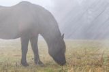 hucuł Otryt, impresja, Bieszczady