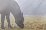 hucuł Otryt, impresja, Bieszczady