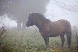 hucuł Otryt, Bieszczady