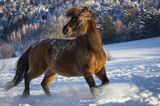 hucuł Otryt, Bieszczady