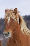 hucuł, Bieszczady, Stadnina Koni huculskich Tabun