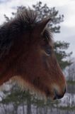 hucuł, Bieszczady, Stadnina Koni huculskich Tabun