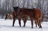 hucuły, Bieszczady, Stadnina Koni huculskich Tabun