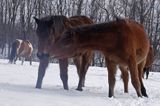 hucuły, Bieszczady, Stadnina Koni huculskich Tabun