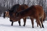 hucuły, Bieszczady, Stadnina Koni huculskich Tabun