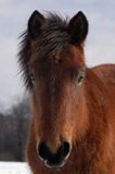 hucuł, Bieszczady, Stadnina Koni huculskich Tabun