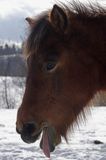 hucuł, Bieszczady, Stadnina Koni huculskich Tabun