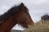 hucuł, Bieszczady, Stadnina Koni huculskich Tabun