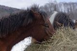 hucuł, Bieszczady, Stadnina Koni huculskich Tabun