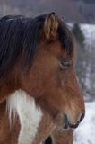 hucuł, Bieszczady, Stadnina Koni huculskich Tabun