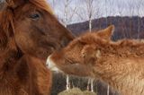 hucuły, źrebię, Bieszczady, Stadnina Koni huculskich Tabun