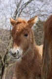 hucuły, źrebię , Bieszczady, Stadnina Koni huculskich Tabun