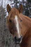 hucuł, Bieszczady, Stadnina Koni huculskich Tabun