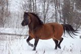 hucuł Otryt, Bieszczady