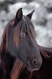 hucuły, Stadnina Koni Huculskich Tabun, Bieszczady