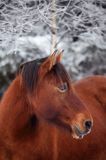 hucuły, Stadnina Koni Huculskich Tabun, Bieszczady