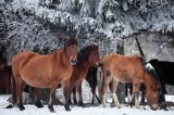 hucuły, Stadnina Koni Huculskich Tabun, Bieszczady