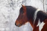 hucuły, Stadnina Koni Huculskich Tabun, Bieszczady