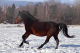 hucuły, Stadnina Koni Huculskich Tabun, Bieszczady