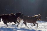 hucuły, Stadnina Koni Huculskich Tabun, Bieszczady