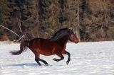 hucuły, Stadnina Koni Huculskich Tabun, Bieszczady