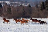 hucuły, Stadnina Koni Huculskich Tabun, Bieszczady