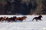 hucuły, Stadnina Koni Huculskich Tabun, Bieszczady