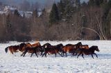 hucuły, Stadnina Koni Huculskich Tabun, Bieszczady