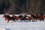 hucuły, Stadnina Koni Huculskich Tabun, Bieszczady