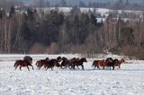 hucuły, Stadnina Koni Huculskich Tabun, Bieszczady