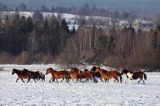 hucuły, Stadnina Koni Huculskich Tabun, Bieszczady